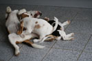Beagle Beethoven spielt mit den Welpen